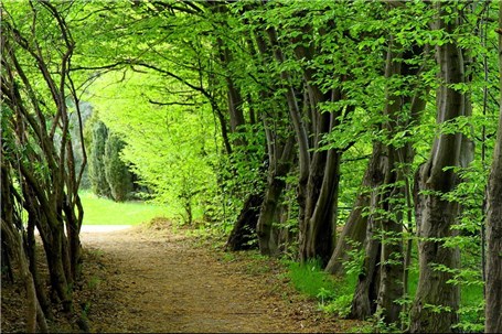 واگذاری زارعت چوب، گیاهان دارویی و گردشگری جنگلی به بخش خصوصی