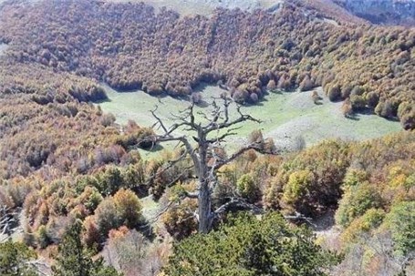 کهن ترین درخت اروپا هنوز رشد می کند