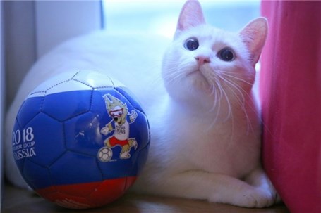 گربه پیشگوی جام جهانی دست به کار می شود