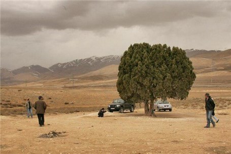 واکنش میراث فرهنگی به ثبت ملی درخت "عباس کیارستمی"