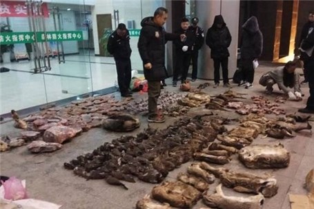 ممنوعیت تجارت حیات وحش در چین با تشدید شیوع کروناویروس