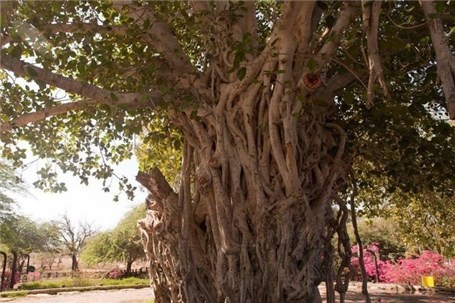 ثبت مسیر شاه جوی بلده به عنوان دومین مسیر طولانی مشجر کشور