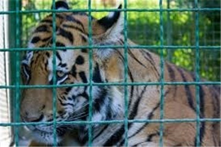 احضار چند مسئول در پی تلف هفت قلاده تولهببر در باغ وحش مشهد