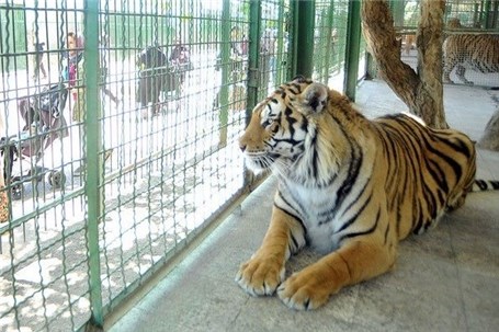 باغ وحش مشهد تا سه ماه آینده تعیین تکلیف خواهد شد