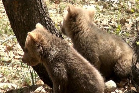 آخرین وضعیت توله خرسهای رها شده در طبیعت خوزستان