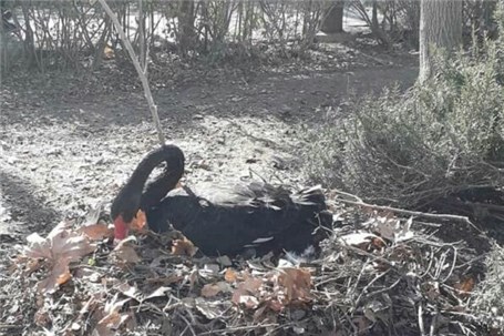 قوی سیاه در اصفهان تخمگذاری کرد