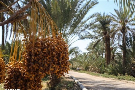 «نخل» در فهرست میراث ناملموس یونسکو به ثبت رسید