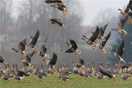 تالاب شیبلو دومین زیستگاه زمستان‌گذران غاز پیشانی سفید کوچک در جهان است